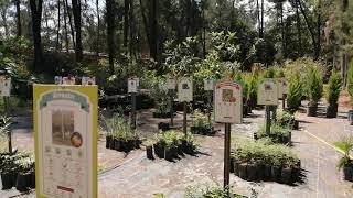 🌳🌲🤩ADOPTAMOS unos arboles en EXTRA !(Bosque colomos )🏞️☘️🍀🤩