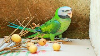 Awesome Parrot Smart Eating |