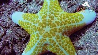 Starfish/ estrella de mar