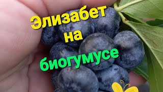 Голубика Элизабет питание на БИОГУМУСе.