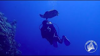 Turtle interaction with a diver @AmedBuddhaDiving