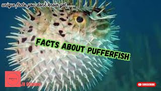 7 Facts About Pufferfish , Unique facts you don't know yet…