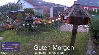 2024 10 20 Live  vom Gartenteich zu Hause mit Futterhaus 🐦🐦🐱🍁🍂👍🤣schönen Sonntag wünsche ich allen