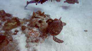 South Caicos 2022 - Day 2 Dives