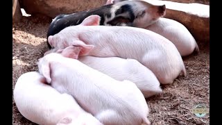 Our Growing Pig Farming Efforts in Uganda - Part 1