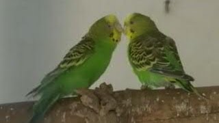 Love Birds in love