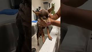 🛁🧼👀🐕 Reese Hates Bathtime #dog #dogs #dogshorts #miniaturepinscher #minpin #bathtime #shorts