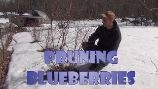 How To Trim Blueberry Bushes