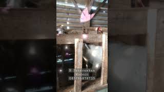 Kambing Domba Murah Jawa Tengah