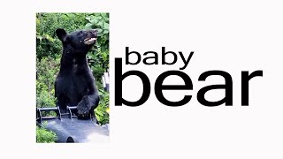 Baby Bear