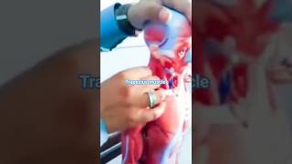 anatomy of trapezius muscle | anatomy | clinical #anatomy #bones #shortsfeed #shorts