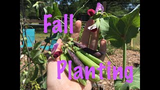 Late Summer Vlog | Planting Leeks, Peas and Brassicas | Eating all the Zucchini