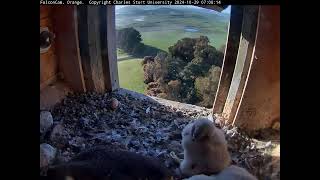 FalconCam Project 29.10.2024 07:00