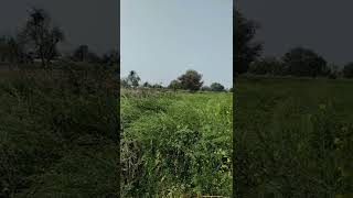 Mustard crop in Rajasthan