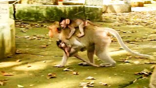 Are! Nere seen! look at mother monkey really hugging the two little ones