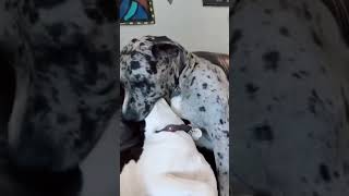 THE FUNNIEST ANIMALS VIDEOS 2023🤣 FUNNY DOGS AND CATS VIDEOS COMPILATION🐶😺