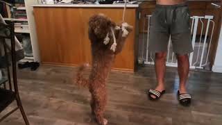 Golden Doodle   Playing  With the Rope