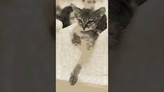 Little Kitten - Charcoal Animation