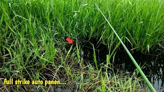 Wajib coba !! mancing ikan betok besar bersarang di bawah parit rumput sapi