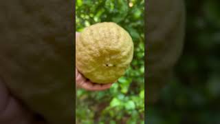 🍈 #shorts #shortvideo #youtube #youtubeshorts #trending #trendingshorts #viral #viralvideo #nature