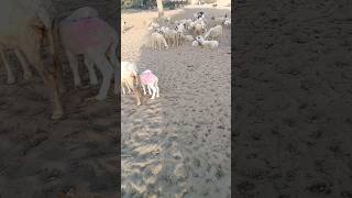 Thar with Beautiful goat desert 🐏🐏🐏💖💖