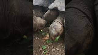 Giant Tortoises Love Eating Lettuce #shorts #shortsvideo #africa #subscribe #share #shortvideo