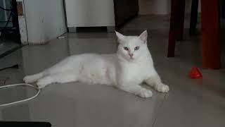 our cute cat Persian x Siamese 😊 "Light"