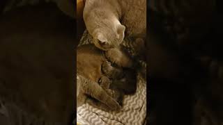 Male cat checking his babies after birth.