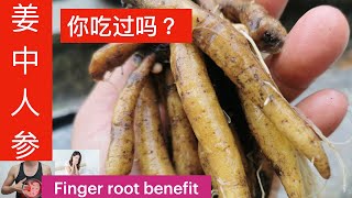 手指薑是泰国 和印尼 产后进补的良药，它也叫姜中人参。Finger root benefit。Herbal Temu kunci。