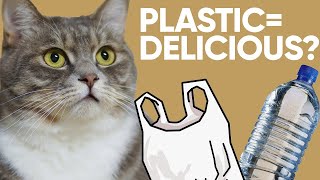 Why Do Cats Lick Plastic?