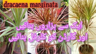 Dracaena marginata grow care tips| dragon dracaena | how to grow:bushy ,,,