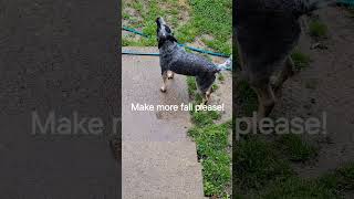 Happy Storm Master #blueheeler #dog #australiancattledog