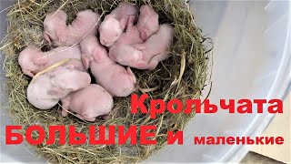 КРОЛЬЧАТА БОЛЬШИЕ И МАЛЕНЬКИЕ КРОЛИКИ калифорнийской породы