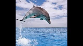 Dolphins(WONDERFUL FISH)