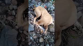 Mi perro comiendo una rica y esquisita iguana