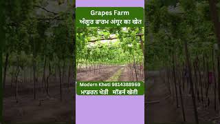 Grapes Farm | ਅੰਗੂਰ ਫਾਰਮ | अंगूर का खेत | Modern Kheti