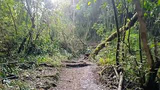 Caminos de los cerros orientales Bosque alto andino sendero Santa Ana La Aguadora