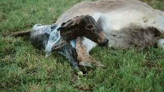 How Donkey mating and giving birth to baby