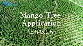 EAVISION Agriculture Drone Mango Tree Plant Protection Verification