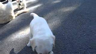 Toe Chow, Lab Puppy Bites My Foot