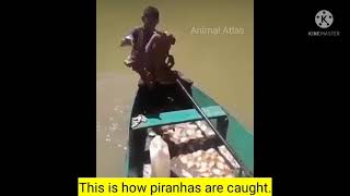 How piranhas(dangerous fish🐠) are caught?? See this video