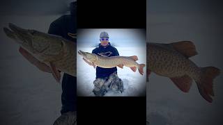 Musky Through the Ice! #icefishing