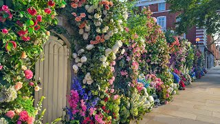 Chelsea in Bloom ‘Encore’ 🌹 Early Morning London Walk through Posh Chelsea Streets · 4K HDR