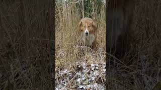 Here i come, here i come. Sheltie-LATE