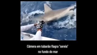 Tubarão com câmera GoPro flagra sereia! Será verdade?