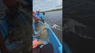 pesca de Chinveraz #viral #fishing #pescando