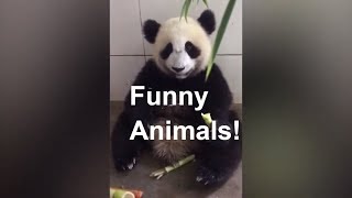 Funny animals that make you laugh