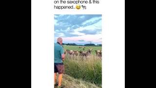 Calling cows with a song played on saxophone *wow*