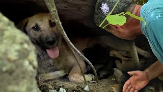 Anne Köpek Bizi Kayanın Altındaki Yavrularına Götürdü