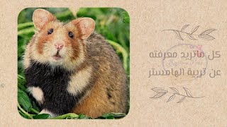 معلومات عن تربية الهامستر 🐹 !